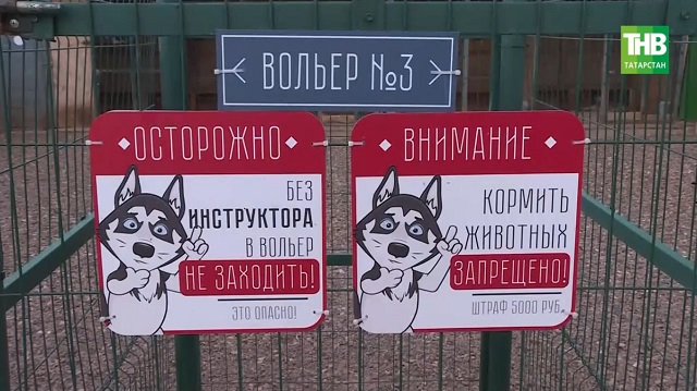 Карантин из-за смертельно опасного вируса бешенства ввели еще в трех районах Татарстана