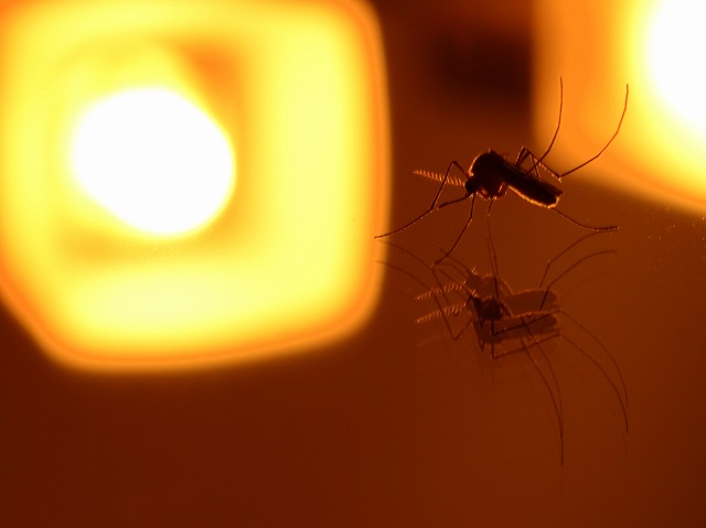 Стало известно, какие патогены могут переносить «боевые комары»