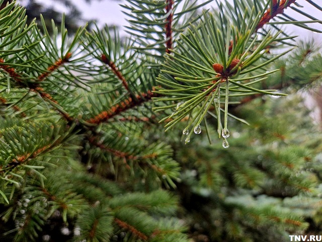 Гидрометцентр: холода идут в Татарстан надолго