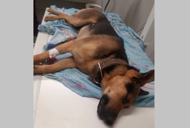 В Нижнекамске группа неизвестных на снегоходах расстреляла собак