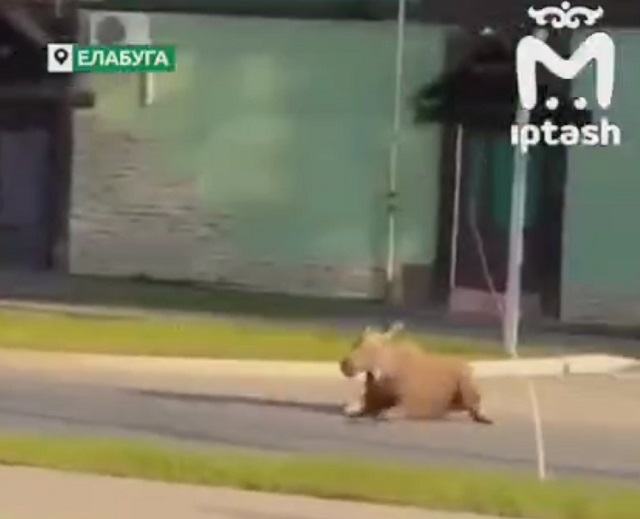 Момент наезда «Нивы» на лося в Елабуге попал на видео
