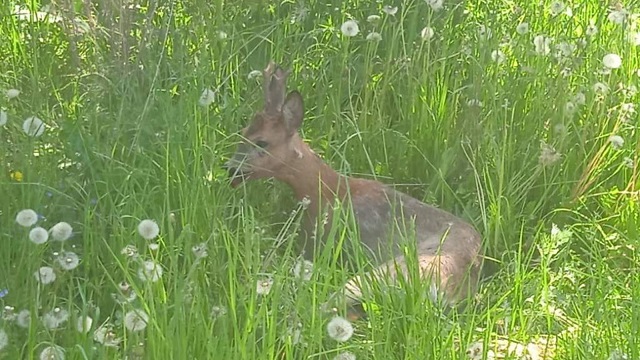 Заблудшего в пришкольный лагерь двухлетнего самца косули спасли в Татарстане