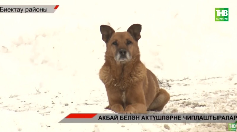 Атарга ярамый, атмасаң - кеше ашыйлар! Чиплаштыру турында яңа закон этләрне тыеп тоырмы?