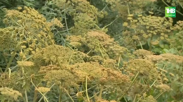 Татарстанда балтырган тарала: соңгы 5 елда күләме ике тапкырга арткан