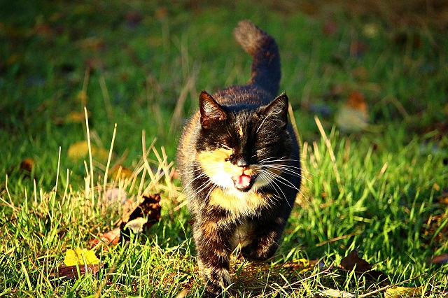 В завершение последней рабочей недели лета в Татарстане похолодает до +7 градусов