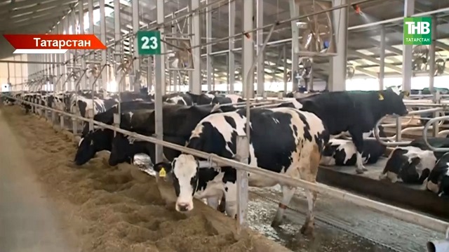 Эль-Ниньо, подешевевшее молоко и рост налогов: что тревожит аграриев Татарстана?
