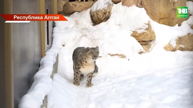 Проект по изучению генома ирбиса разработали ученые из Татарстана