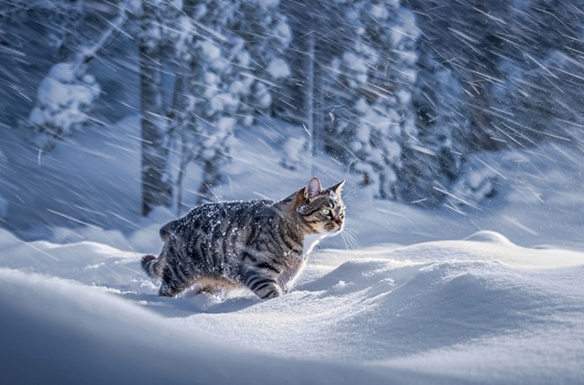 От Урала до Камчатки: Гидрометцентр предупредил о крайностях погоды в России