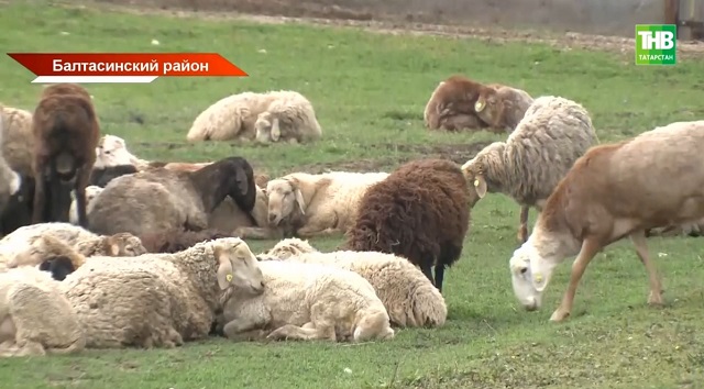 Пятый случай бруцеллеза выявили в Татарстане: причины и последствия