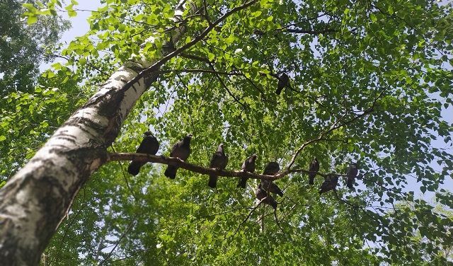 В Казани планируют построить новый район «Яблоневые сады» размером с Азино