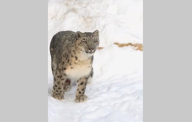 Минниханов поделился кадрами ирбисов из открывшегося по его инициативе Центра на Алтае