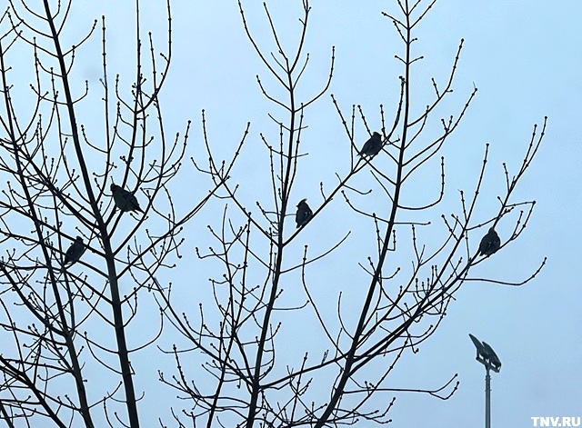 Правда о «пьяных» свиристелях: орнитолог объяснила, почему птицы падают на снег