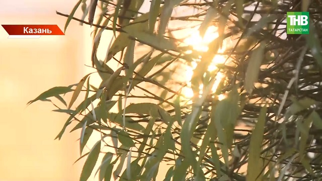 Зима откладывается, снег растает: синоптики Татарстана дали неожиданный прогноз на конец ноября