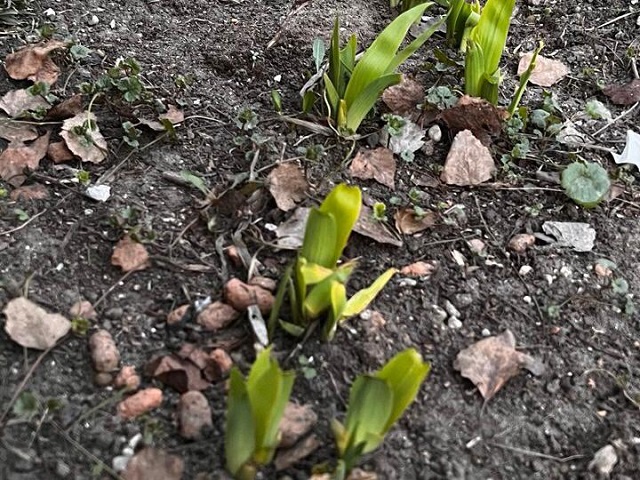 Ботаник КФУ прокомментировал появление январских первоцветов в Казани