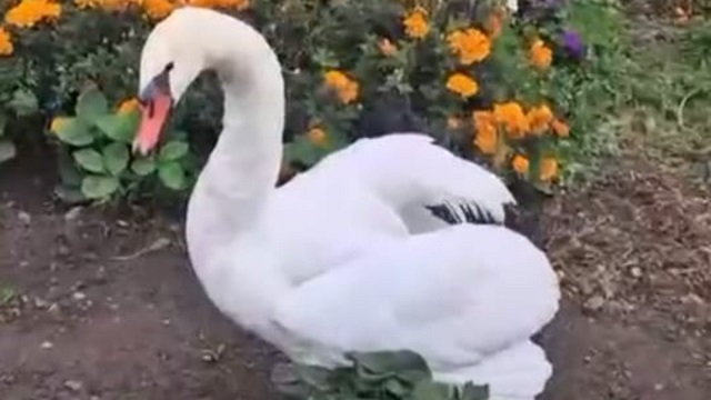 Спасение краснокнижного лебедя-шипуна организовали в Татарстане