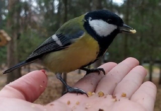 Миф о вреде кормления птиц хлебом развеял профессор КФУ Ильгизар Рахимов