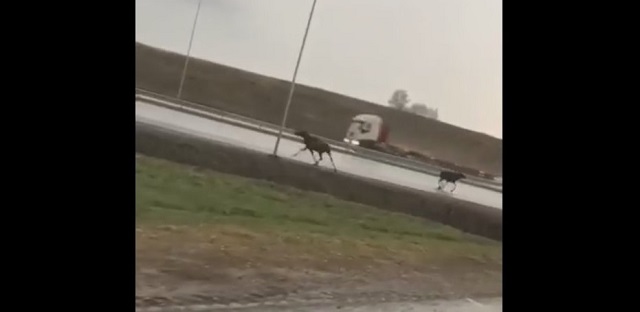 В Татарстане беспечный автомобилист сбил перебегавшего дорогу лосенка – видео