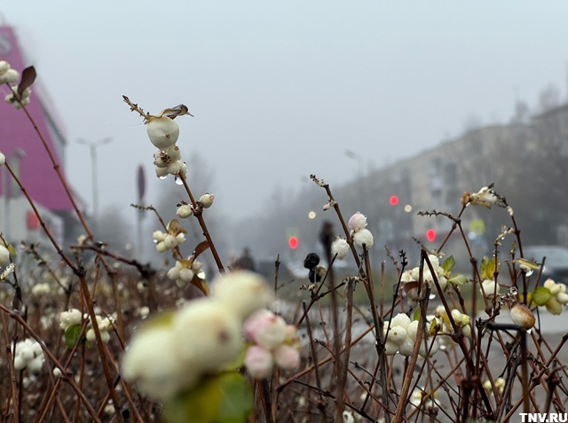 Перепутали сезон: в преддверии зимы в Татарстане на деревьях начали набухать почки