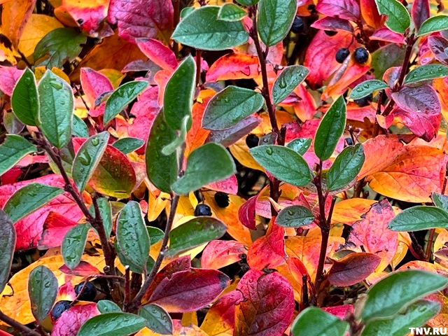 Осеннее настроение набирает обороты: «минус» и осадки ждут в Татарстане