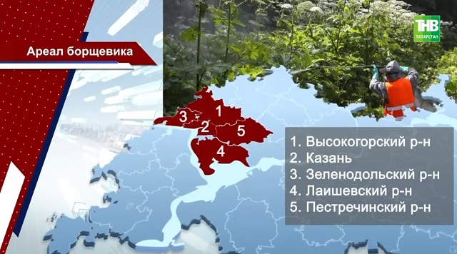 Способы борьбы с опасным борщевиком Сосновского озвучили татарстанцам