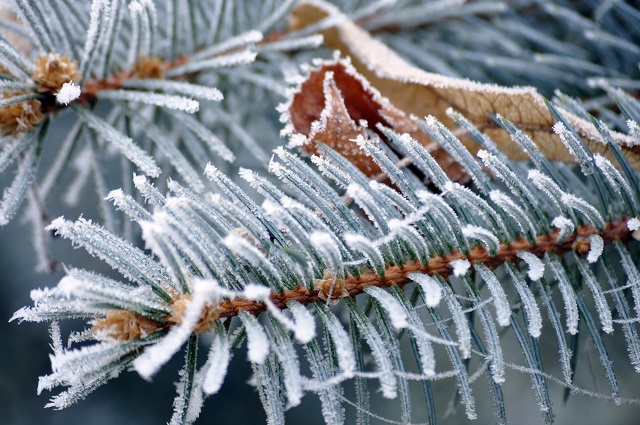 Вильфанд: начавшееся предзимье повлечет температурные качели и барические депрессии