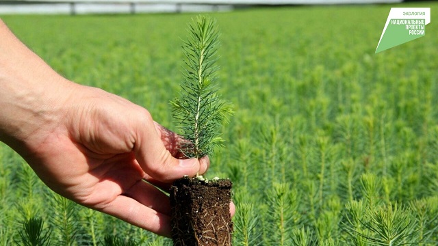 В Татарстане готовятся к работам по лесовосстановлению по нацпроекту «Экология»