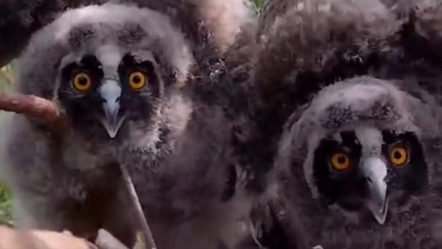 Семью из двух краснокнижных болотных сов заметили в Татарстане