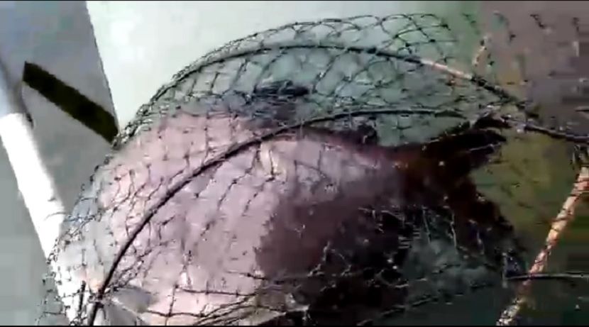 В одном из озер под Казанью рыбак поймал пиранью