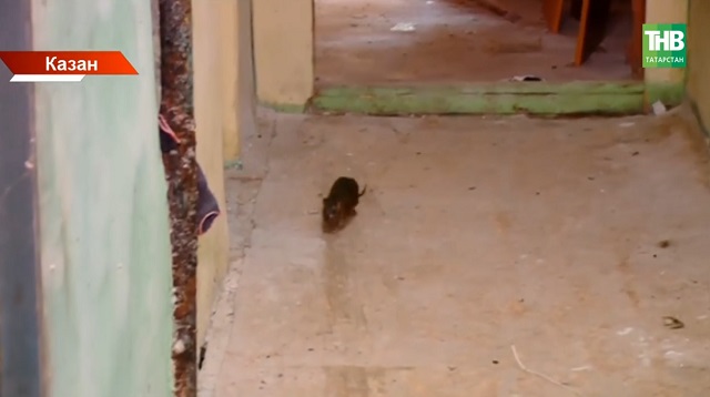 Казанны күселәр баскан: нигә үрчегәннәр, ничек көрәшәләр?