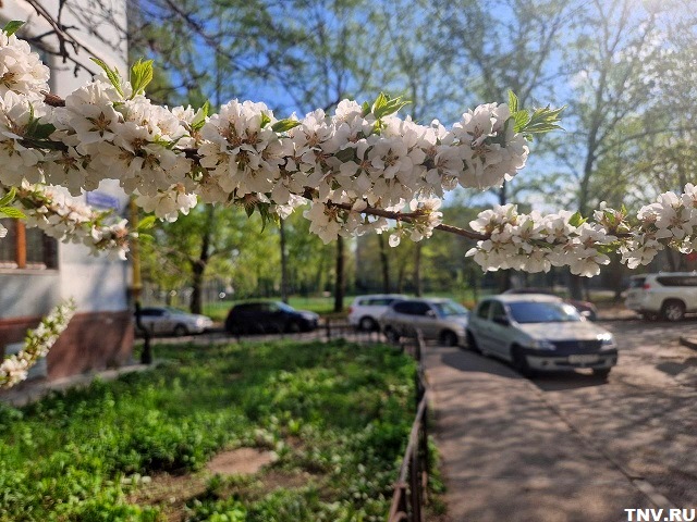 Яблони и вишни зацвели в Казани раньше обычного