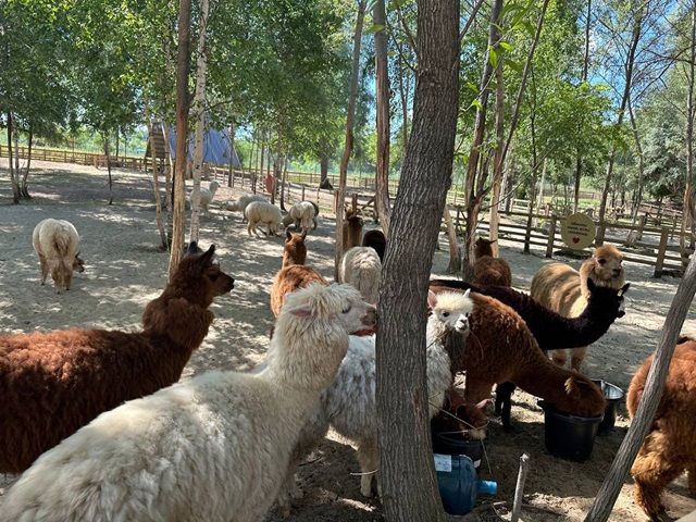 Первый парк альпак открыли в Татарстане