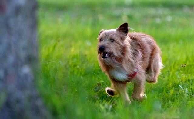 Бродячая собака напала на пятилетнего ребенка в Татарстане