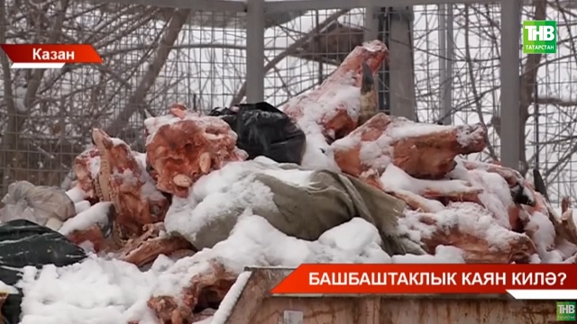 Казанда контейнерларга канга баткан сыер башлары тутырып куйганнар - видео