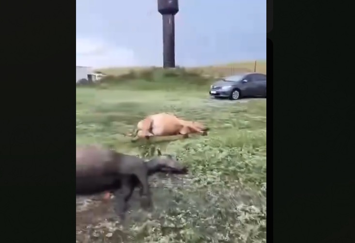 Разряд молнии убил табун лошадей в соседнем с Татарстаном регионе