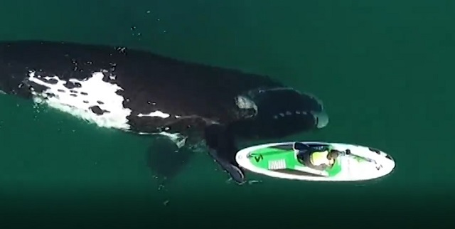 Кит помог разогнаться туристке на каяке - видео