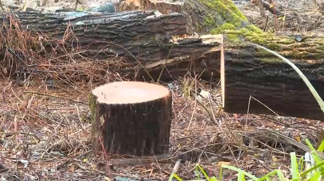 Билгесез затлар 200ләп агачны кисеп ташлаган