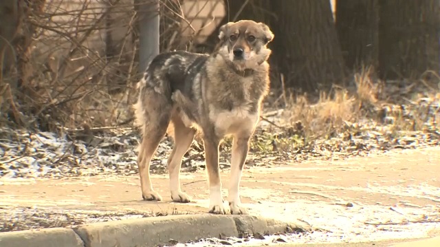 Звериный оскал «зоошизы»: как защита животных превратилась в агрессию против людей
