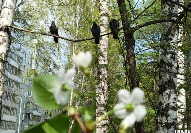 Последнее апрельское воскресенье в Татарстане теплом не порадует