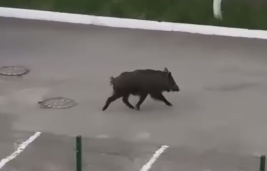 Казанцы сняли на видео разгуливающих по городу кабана и лося