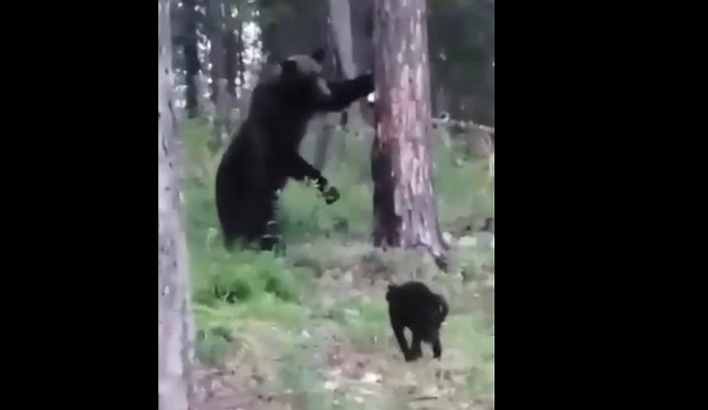 Видео: в Якутии кот спас отдыхающих хозяев от медведя