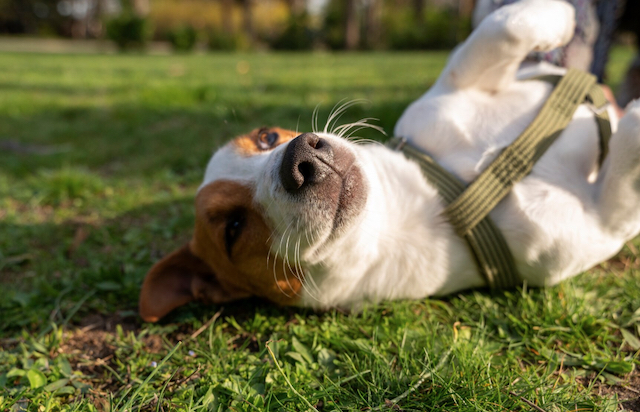 Ветврач из Татарстана ответил, почему важно чипировать собаку
