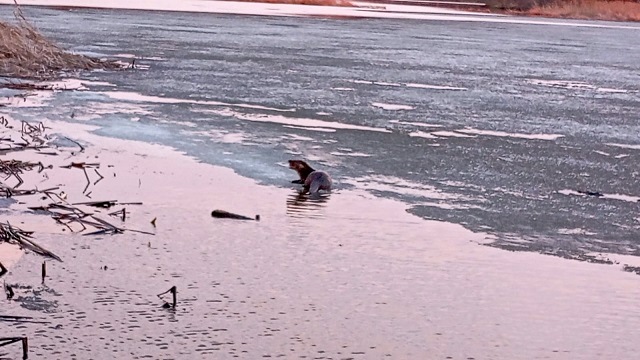 Поедающую рыбу краснокнижную выдру запечатлели в Татарстане