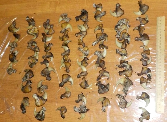 В аэропорту Казани задержали мужчину с коллекцией когтей и клыков хищников