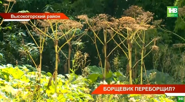 Борщевик переборщил: почему, несмотря на ликвидацию ядовитого сорняка в РТ, он продолжает разрастаться?