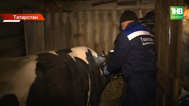 Опасные инфекции рядом: ветеринары Татарстана подвели тревожные итоги