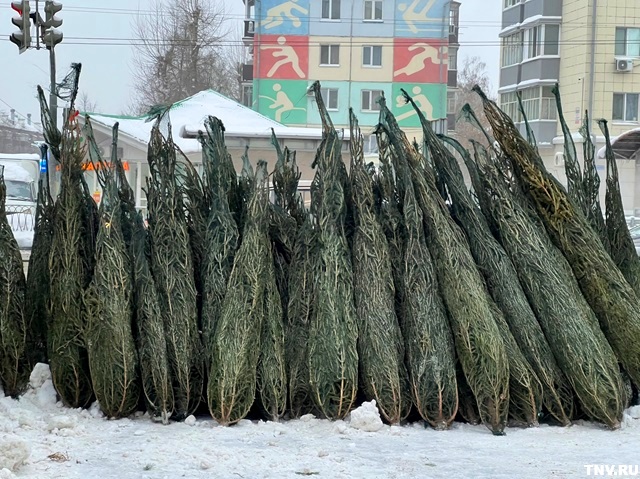 Куда сдать елки, рассказали жителям Казани