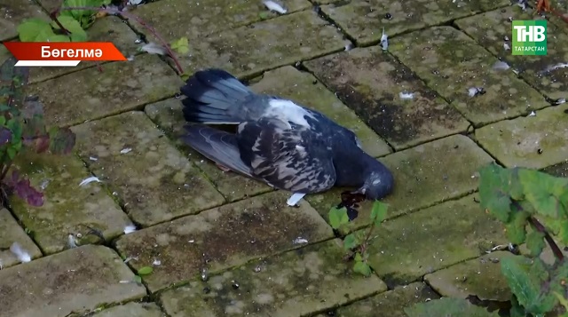 Татарстанда күпләп кошлар үлүнең беренче сәбәбен атадылар