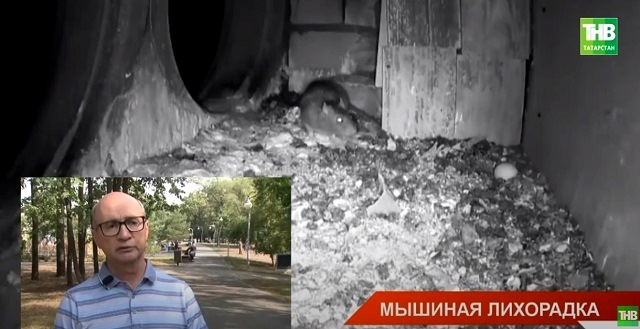 Жителям Татарстана разъяснили, как отличить мышиную лихорадку от других заболеваний