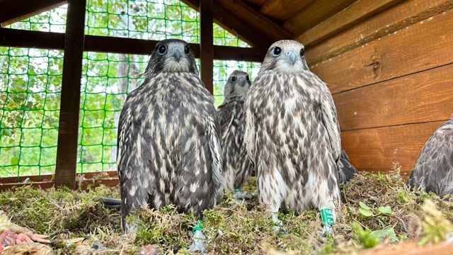 Спустя 50 лет сокол балобан вернулся на восток Татарстана