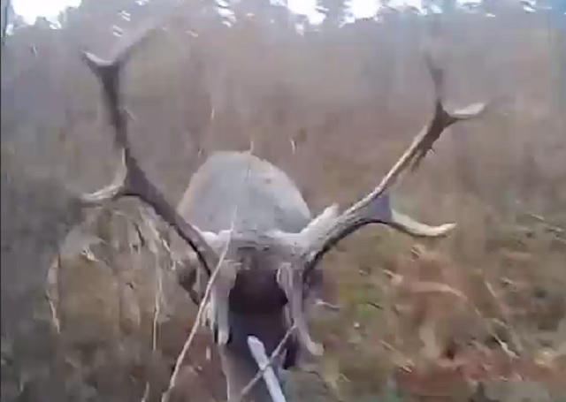 Польский охотник получил в глаз от преследуемого им оленя – видео